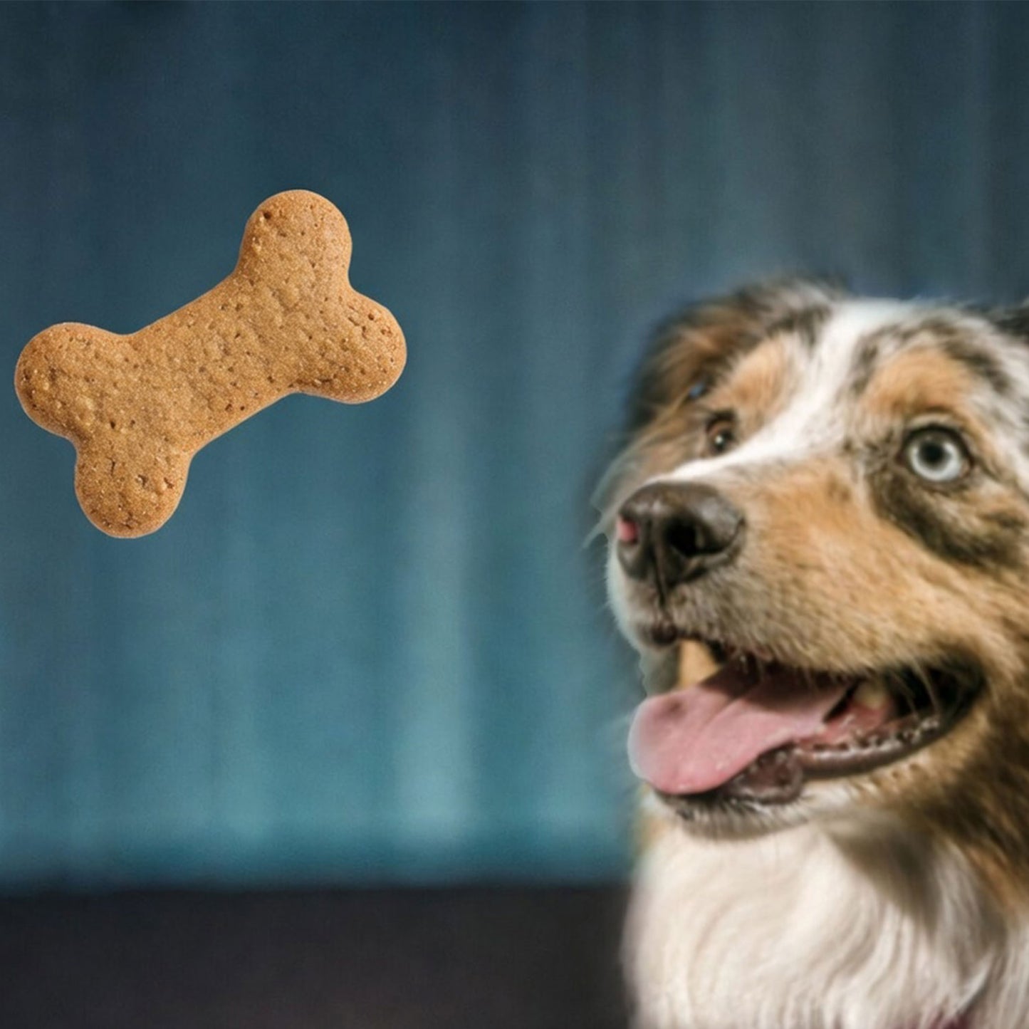 Galletas de Ternera (6 / 12 uds)