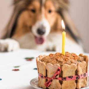 Torta de cumpleaños para perros fiesta clásica Pet Gourmet