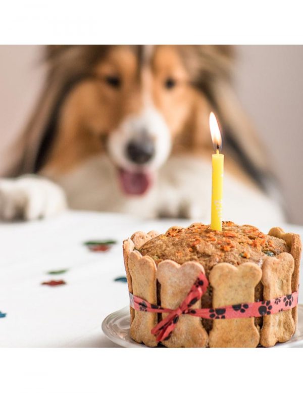 Torta de cumpleaños para perros fiesta clásica Pet Gourmet