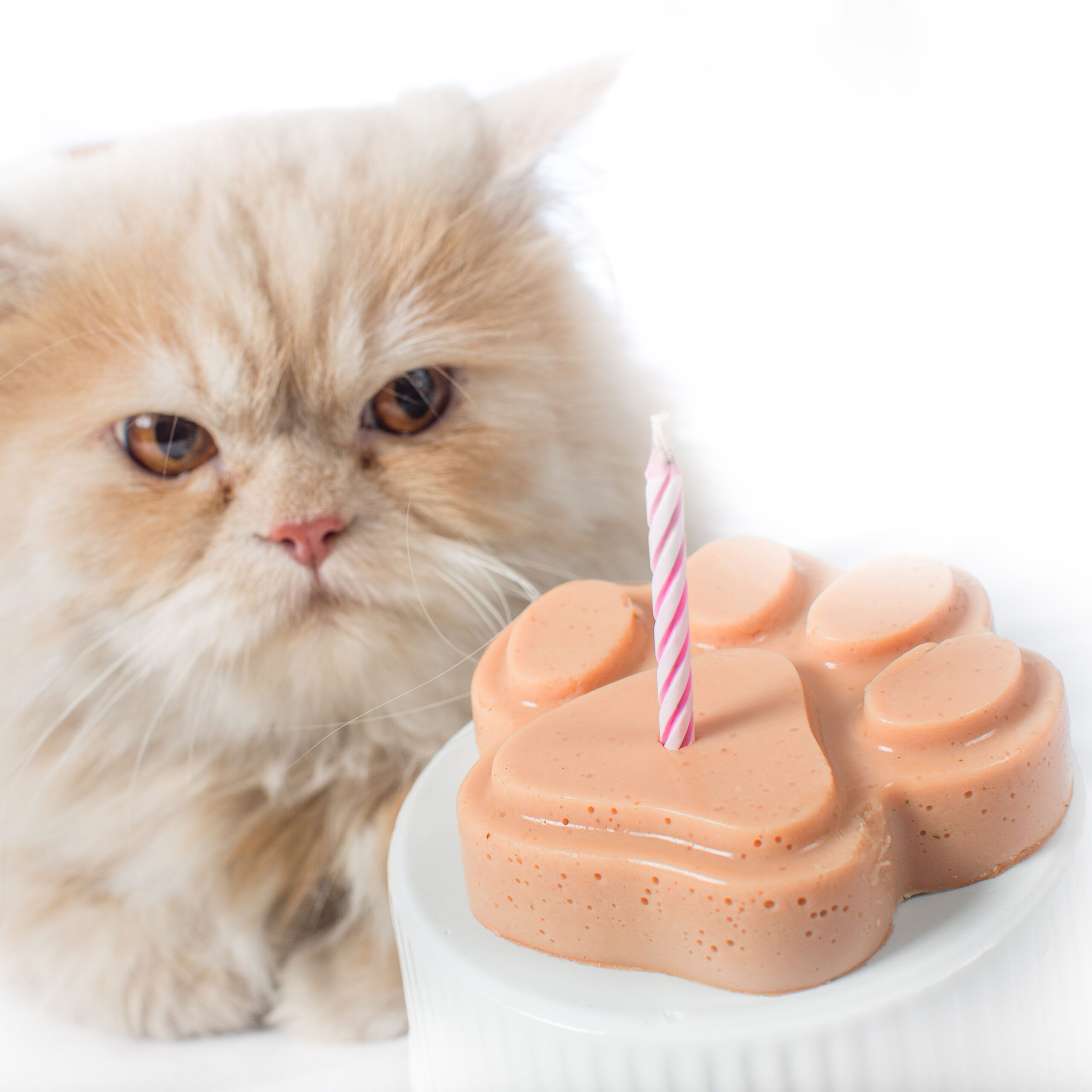 Top 51+ imagen pastel para gatos